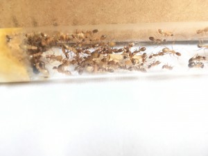 Colonie, [Blog] Camponotus pseudoirritans
