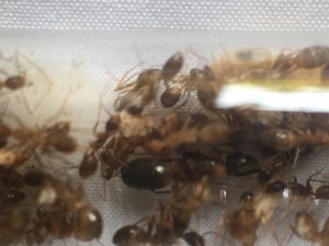 La reine, [Blog] Camponotus pseudoirritans
