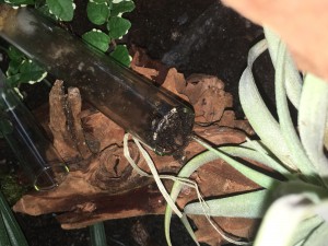 Tube, [Blog] Camponotus pseudoirritans