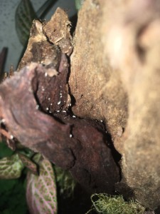Collemboles, [Blog] Camponotus pseudoirritans