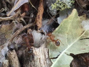 Fourmis rousses, J’aimerais comprendre ce que je regarde