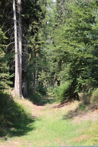 L'environnement des Formica rufa, Les fourmis de la forêt de Fontainebleau (77)