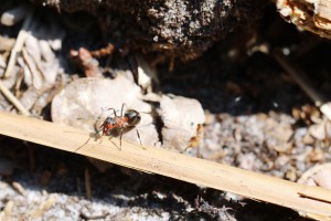 Formica rufa, Les fourmis de la forêt de Fontainebleau (77)