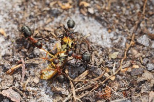 Formica rufa en action 1, Les fourmis de la forêt de Fontainebleau (77)