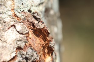 Ouvrière Dolichoderus quadripunctatus, Les fourmis de la forêt de Fontainebleau (77)