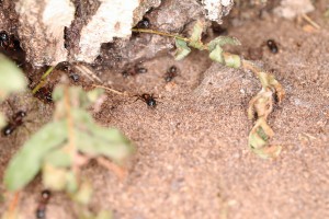Camponotus ligniperdus gardant l'entrée, Les fourmis de la forêt de Fontainebleau (77)