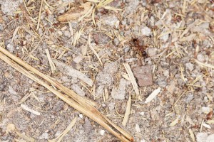 Ouvrière Myrmica ?, Les fourmis de la forêt de Fontainebleau (77)