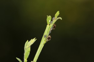 Élevage de pucerons par des Lasius, Les fourmis de la forêt de Fontainebleau (77)