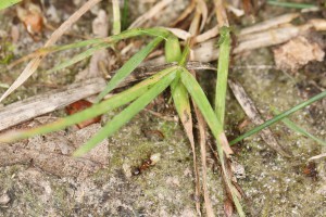 Lasius transportant du couvain, Les fourmis de la forêt de Fontainebleau (77)