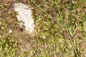 Lasius emarginatus sur un océan de mousse, Les fourmis de la forêt de Fontainebleau (77)