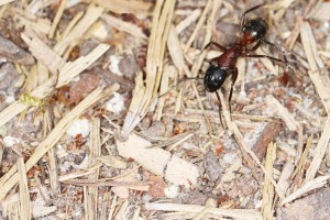 Grosse ouvrière Camponotus ligniperdus, Les fourmis de la forêt de Fontainebleau (77)