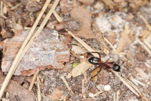 Camponotus ligniperdus, Les fourmis de la forêt de Fontainebleau (77)