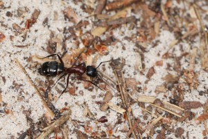 Camponotus ligniperdus, Les fourmis de la forêt de Fontainebleau (77)