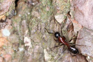 Camponotus ligniperdus, Les fourmis de la forêt de Fontainebleau (77)