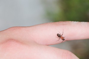 Formica sur le doigt de SunAshka, Les fourmis de la forêt de Fontainebleau (77)