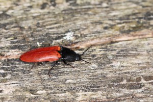 Bestiole 1, Les fourmis de la forêt de Fontainebleau (77)