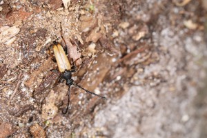 Bestiole 2, Les fourmis de la forêt de Fontainebleau (77)