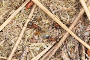Formica s.s. ?, Les fourmis de la forêt de Fontainebleau (77)