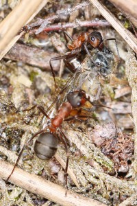 Formica transportant une proie à deux, Les fourmis de la forêt de Fontainebleau (77)