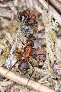 Formica transportant une proie à deux, Les fourmis de la forêt de Fontainebleau (77)