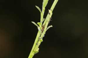 Une Lasius au milieu de son cheptel, Les fourmis de la forêt de Fontainebleau (77)
