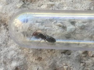 Photo de la gyne, Possible gyne ?