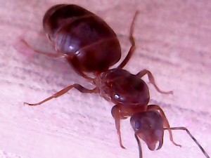 Reine, [Lasius sp.] Reine pattes orangées