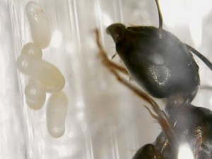 Espèce 1, [Camponotus sp., C. cruentatus et P. pallidula] De grosses gynes et de toute petites