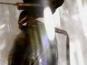 Espèce 1 - Abdomen + gastre, [Camponotus sp., C. cruentatus et P. pallidula] De grosses gynes et de toute petites