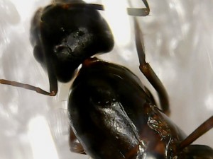 Espèce 1 - Dessus tête, [Camponotus sp., C. cruentatus et P. pallidula] De grosses gynes et de toute petites