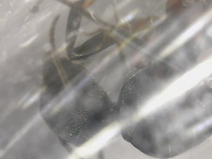 Espèce 2, [Camponotus sp., C. cruentatus et P. pallidula] De grosses gynes et de toute petites