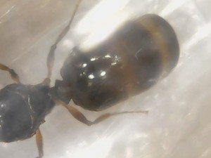 Espèce 3 gastre, [Camponotus sp., C. cruentatus et P. pallidula] De grosses gynes et de toute petites