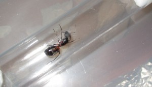 Gyne dans le tube, [Camponotus cruentatus] Gyne trouvée hier après l'orage