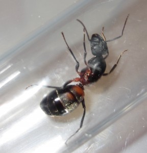 Détail, [Camponotus cruentatus] Gyne trouvée hier après l'orage