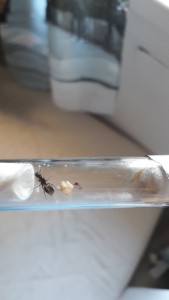 On voit que l'ouvriere vient juste de naître et bouge ses antennes, Gyne avec une patte recroquevillée (Camponotus lateralis)
