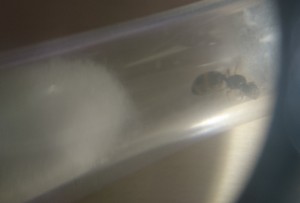 Espèce 3, [Camponotus sp., C. cruentatus et P. pallidula] De grosses gynes et de toute petites