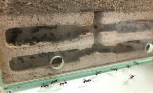 Nid Aphaenogaster iberica, Présentation de mes fondations et colonies