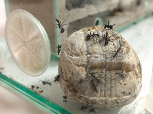 Mâles Aphaenogaster iberica, Présentation de mes fondations et colonies