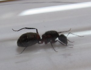 Photo suite, [Camponotus cruentatus] Gyne trouvée hier après l'orage
