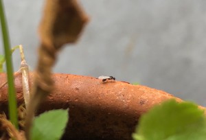 Allez... envole-toi !!!, Présentation de mes fondations et colonies