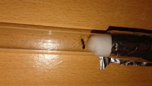Et la Tetramorium sp., Les Fondations de Firewill