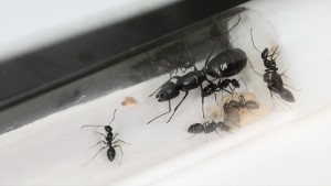 Population au 18/07/18, [Blog] Les Camponotus foreli eaubonnaises