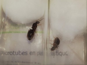 Gyne b c, [Lasius emarginatus] Essaimage de nuit, Lot