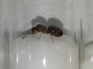 Gyne d, [Lasius emarginatus] Essaimage de nuit, Lot