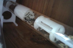 Colonie 2 de Messor barbarus, [Blog] 4 colonies de Messor barbarus d'Hormigo