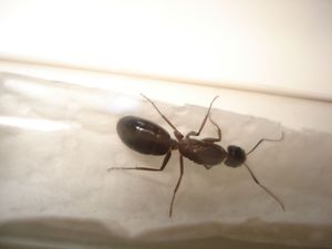 Camponotus sp, Les Camponotus de funkyben