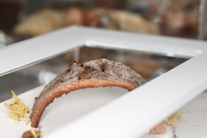 Leur nouvel habitat, [Blog] Les Camponotus pilicornis eaubonnaises