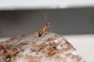 Camponotus pilicornis, [Blog] Les Camponotus pilicornis eaubonnaises