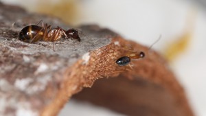 Duo de C. pilicornis, [Blog] Les Camponotus pilicornis eaubonnaises