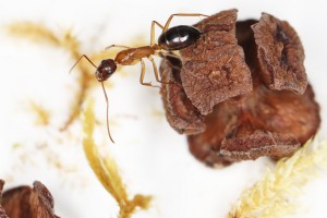 Camponotus pilicornis, [Blog] Les Camponotus pilicornis eaubonnaises